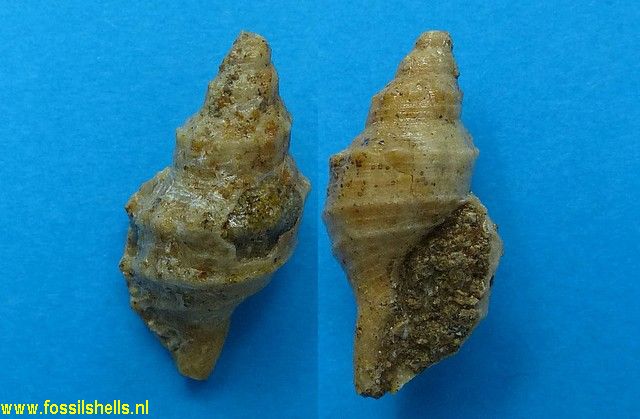 Monocirsus ciofali