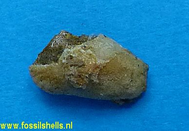 Modiolus dolabratus