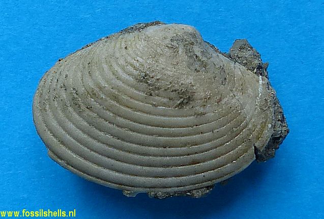 Costacallista suberycinoides heberti