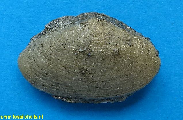 Tivelina species