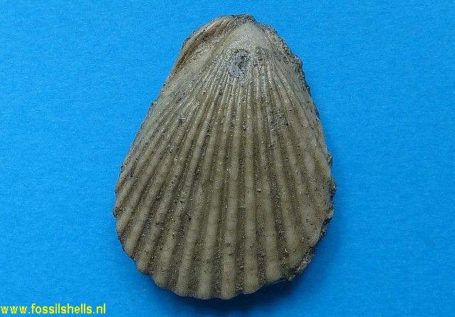 Lima spathulata