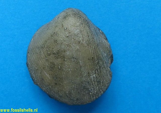 Nemoricardium species
