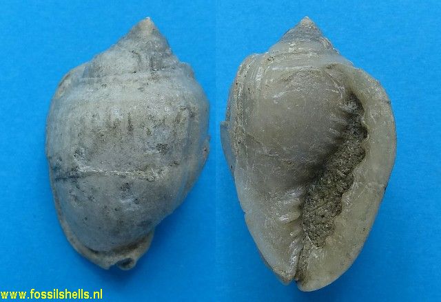 Cassis thesei