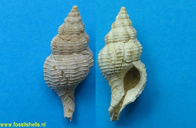 Peristernia murrayana
