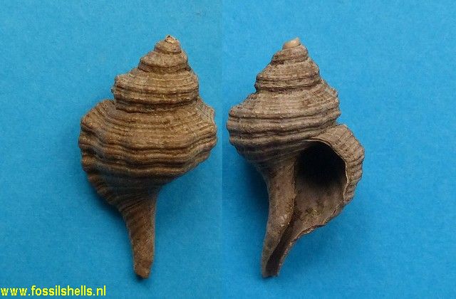 Ranularia multicostata