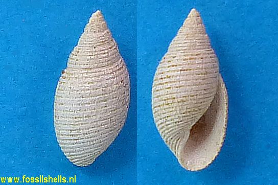 Acteon subinflatus