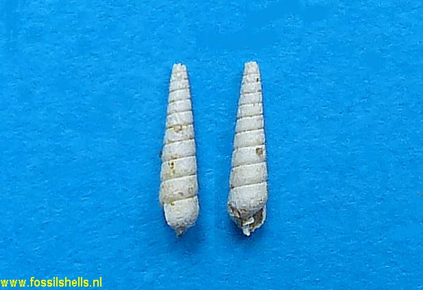 Syrnola polygyrata