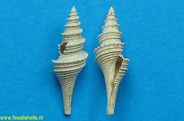 Ancistrosyrinx terebralis pulcherrima