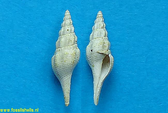 Turricula glyphana
