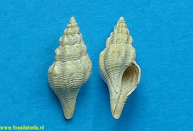 Knefastia decipiens