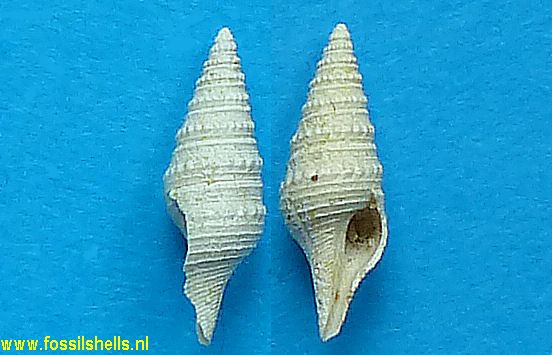 Gemmula nilssoni