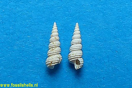 Seilarex tenuisculptus