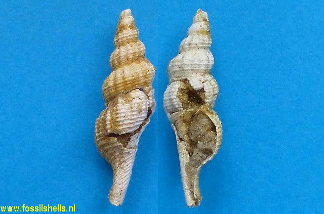 Fusinus staadti