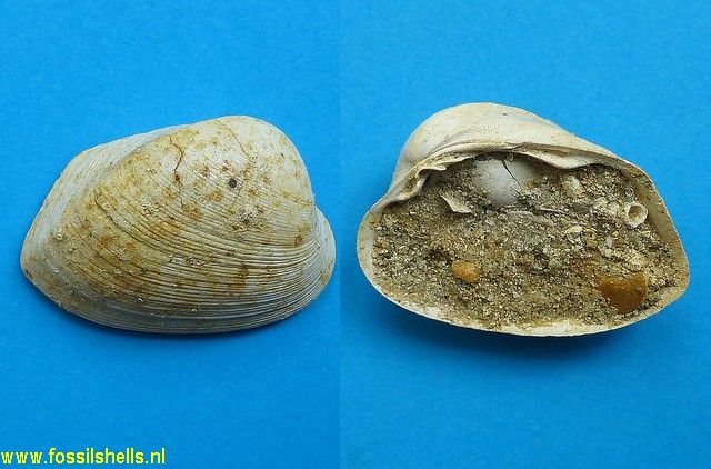 Glossocardia carinata