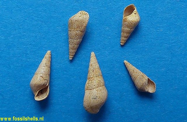 Rissoina puncticulata 