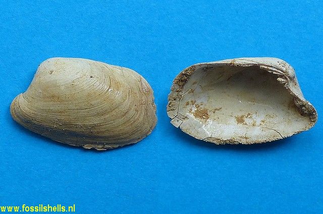 Straelenotrapezium caillati