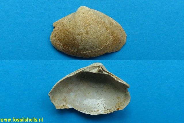 Spisula semisulcata