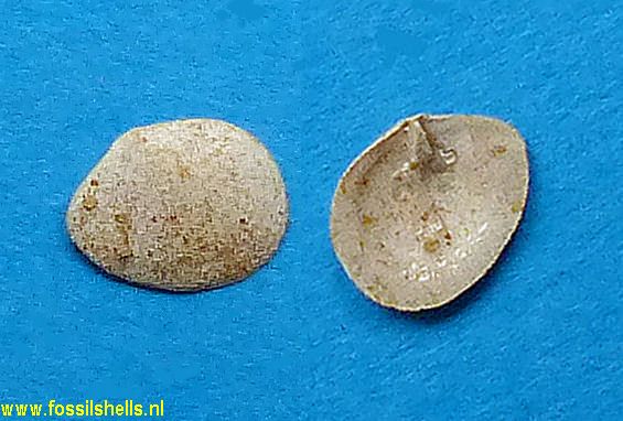 Hemiplicatula solida