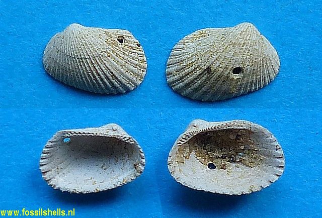 Scapularca globulosa