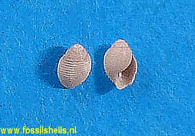 Acteon sphaericulus