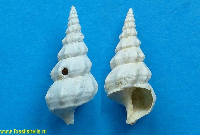 Hemicerithium gardneri