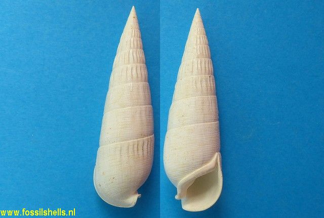 Striovertagus striata
