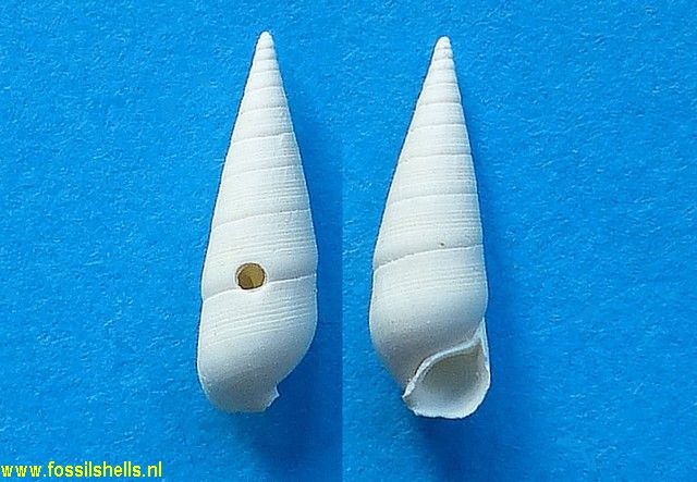 Semivertagus diastoma