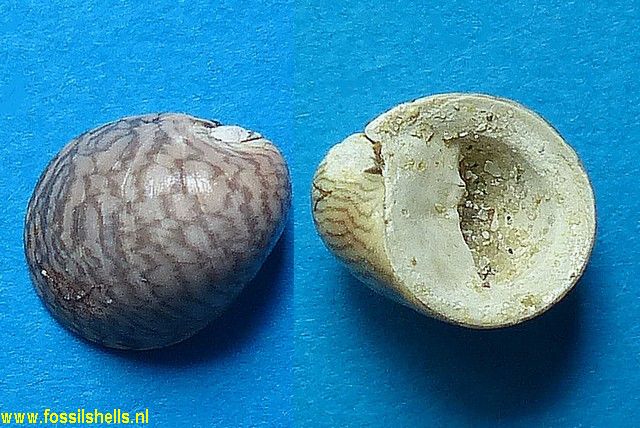 Nerita semilugubrus