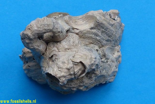 Vermetus arenarius taurogranosa