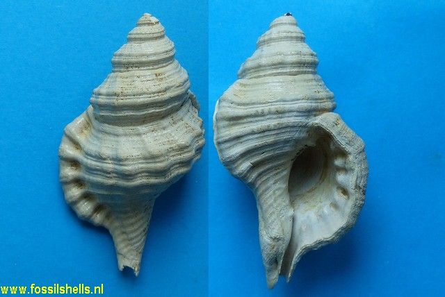 Charonia doliaroides