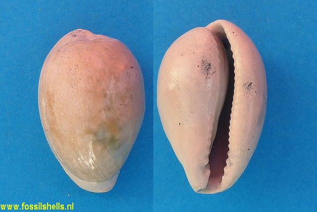 Cypraea fabagina apiceproducta