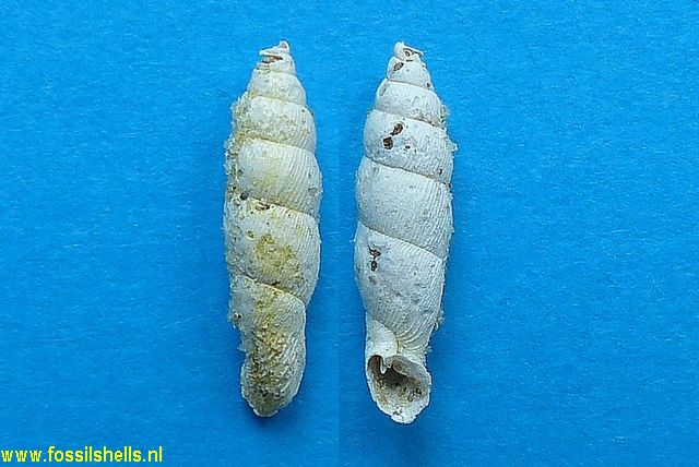 Palaeophaedusa edmondi